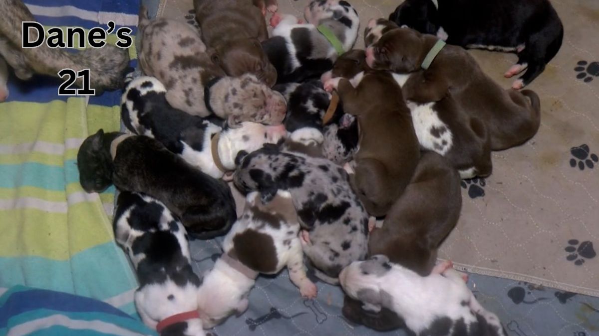 great dane gives birth to 21 puppies