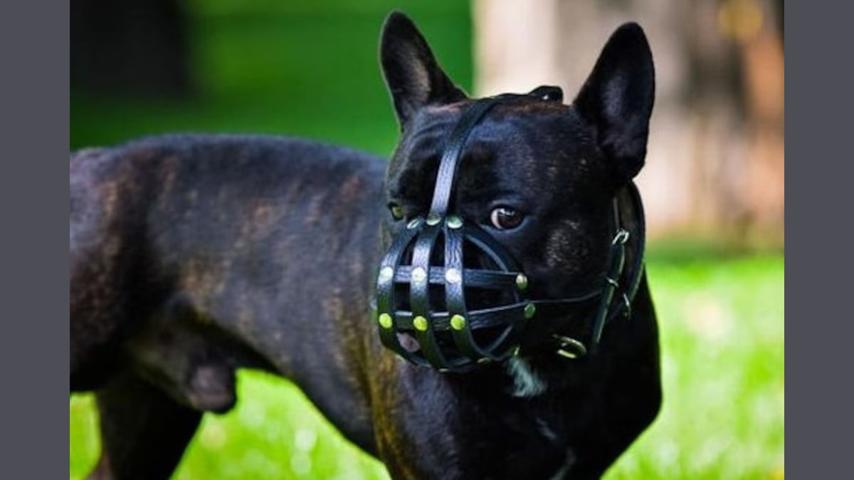 muzzle for a french bulldog