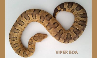 viper boa