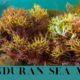 Honduran sea moss is a superfood with numerous nutrients and versatility, making it ideal for culinary and health purposes