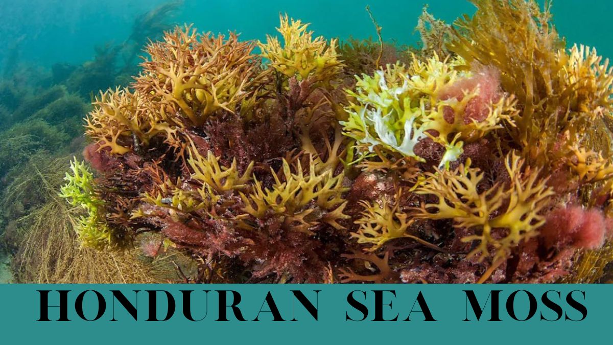 Honduran sea moss is a superfood with numerous nutrients and versatility, making it ideal for culinary and health purposes