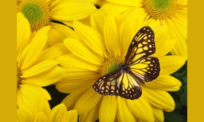 The Elegance of Yellow Butterfly