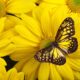 The Elegance of Yellow Butterfly