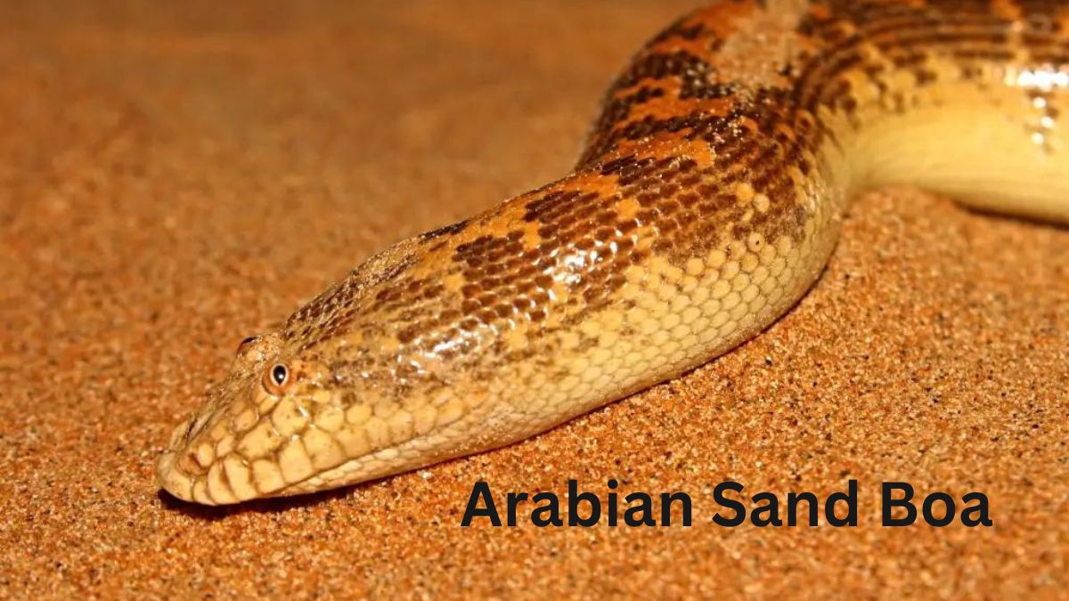 Arabian Sand Boa