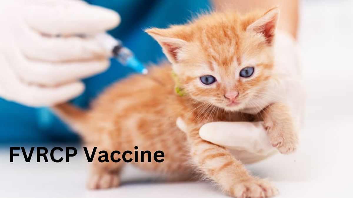 FVRCP Vaccine
