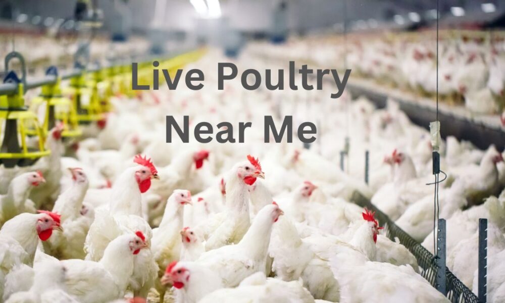 Live Poultry Near Me