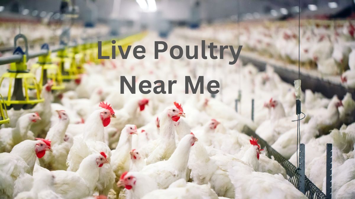 Live Poultry Near Me