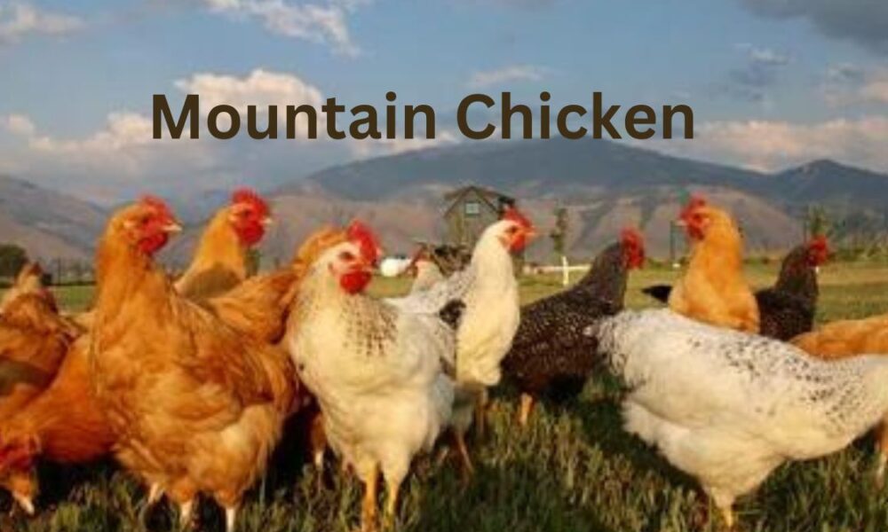 Mountain Chicken