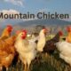 Mountain Chicken