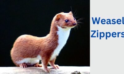 Weasel Zippers