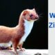 Weasel Zippers