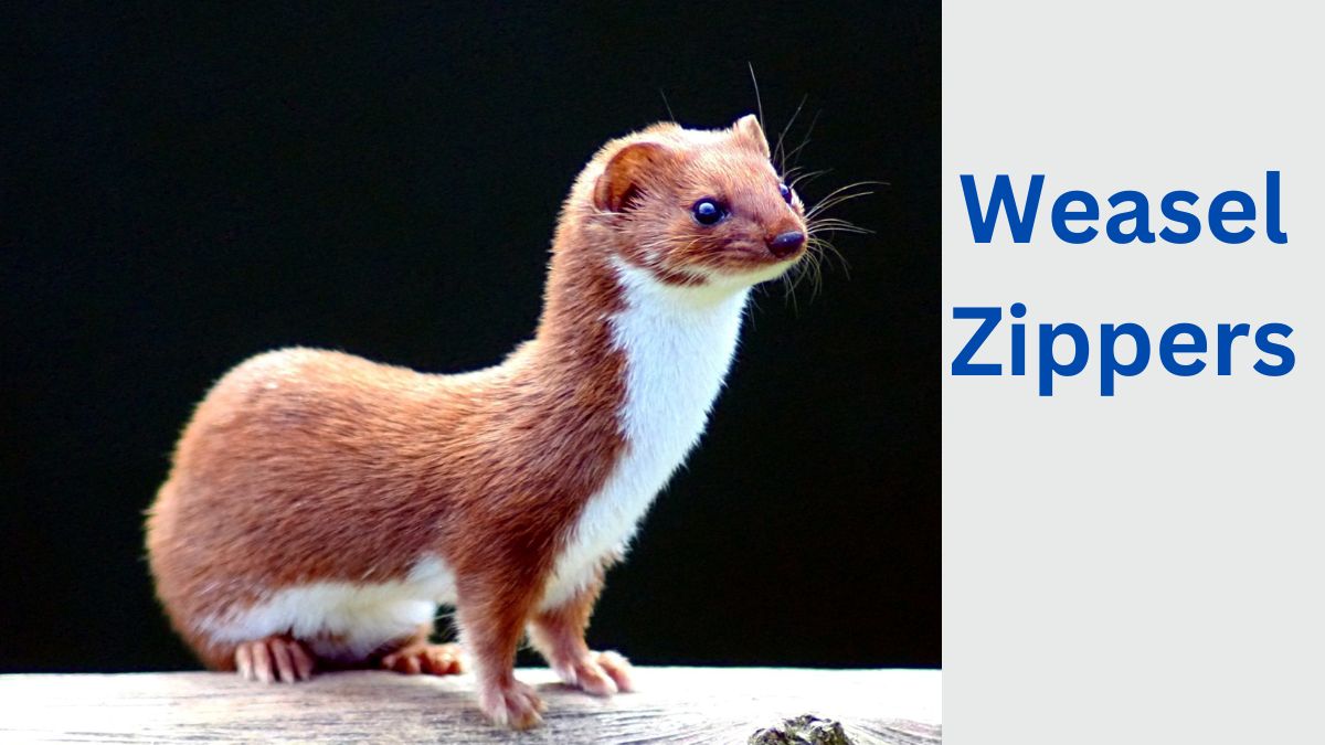 Weasel Zippers