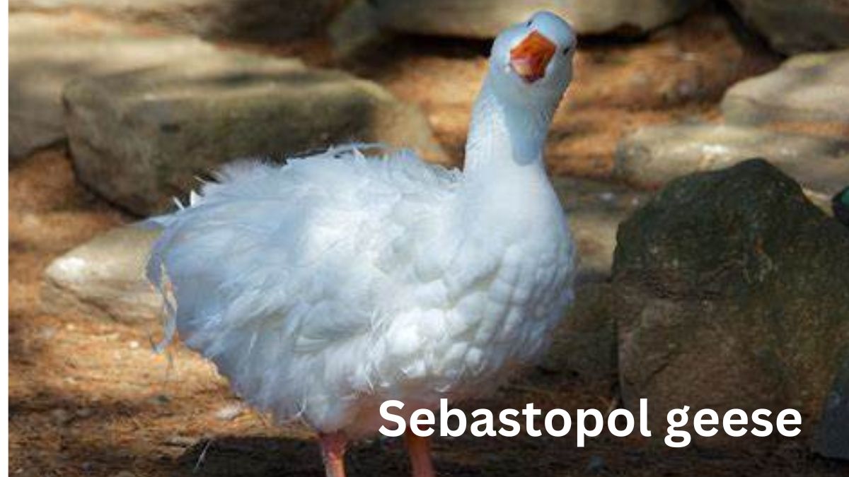 sebastopol geese