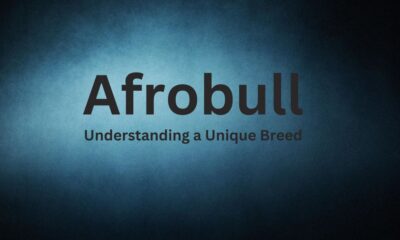 Afrobull