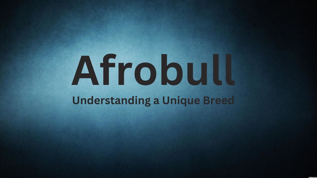 Afrobull