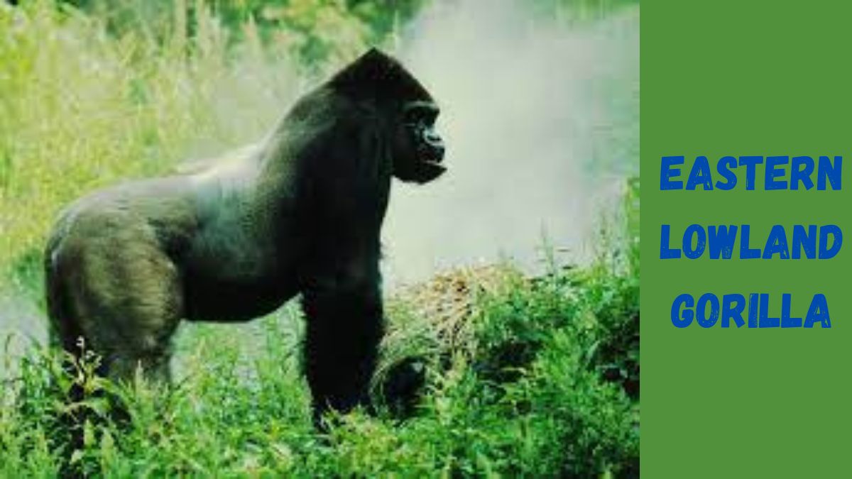 Eastern Lowland Gorilla