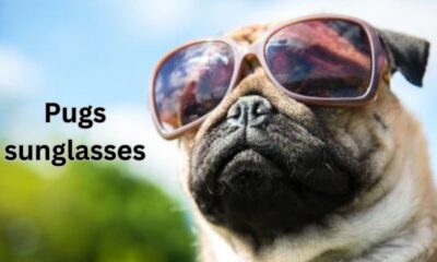 Pugs sunglasses