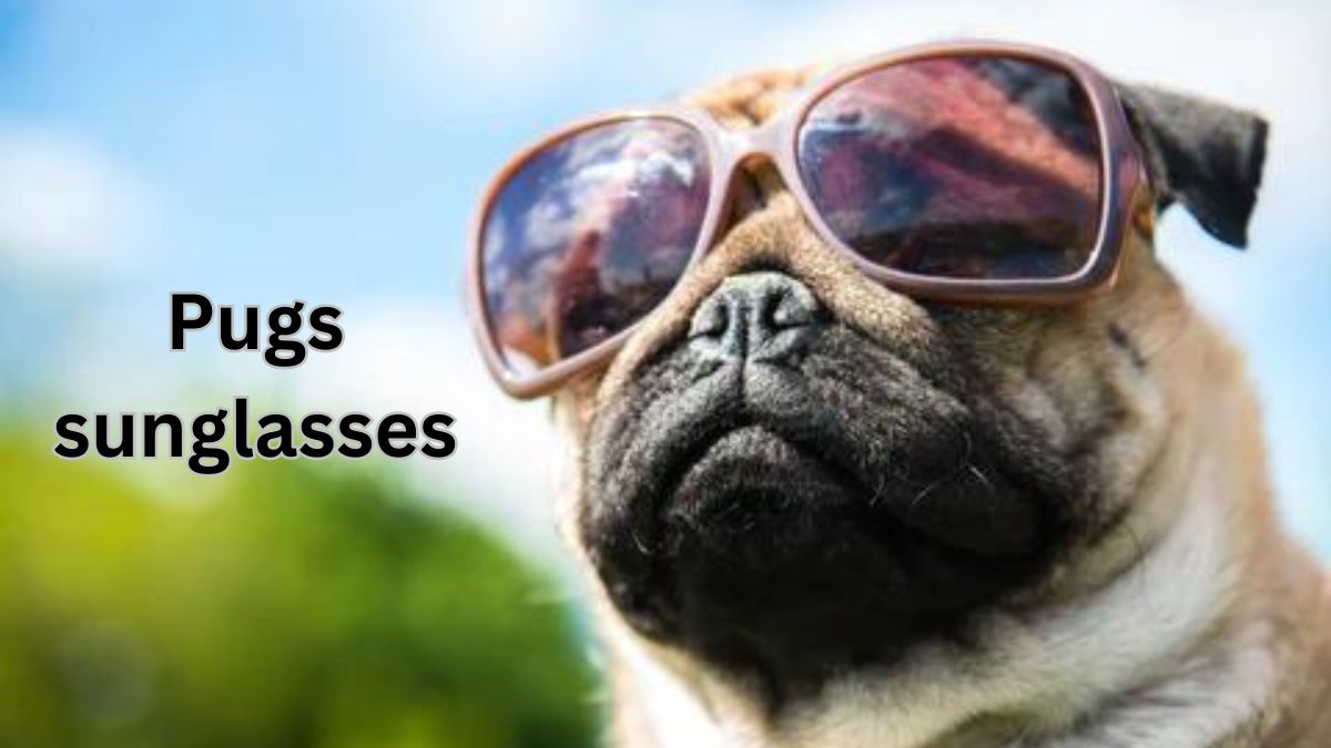 Pugs sunglasses