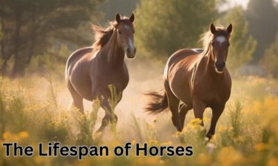 Lifespan of Horses