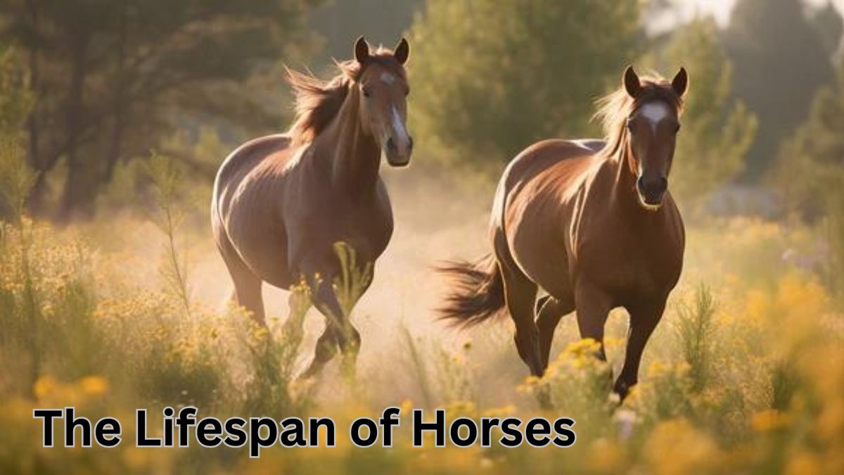 Lifespan of Horses