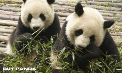 buy panda 