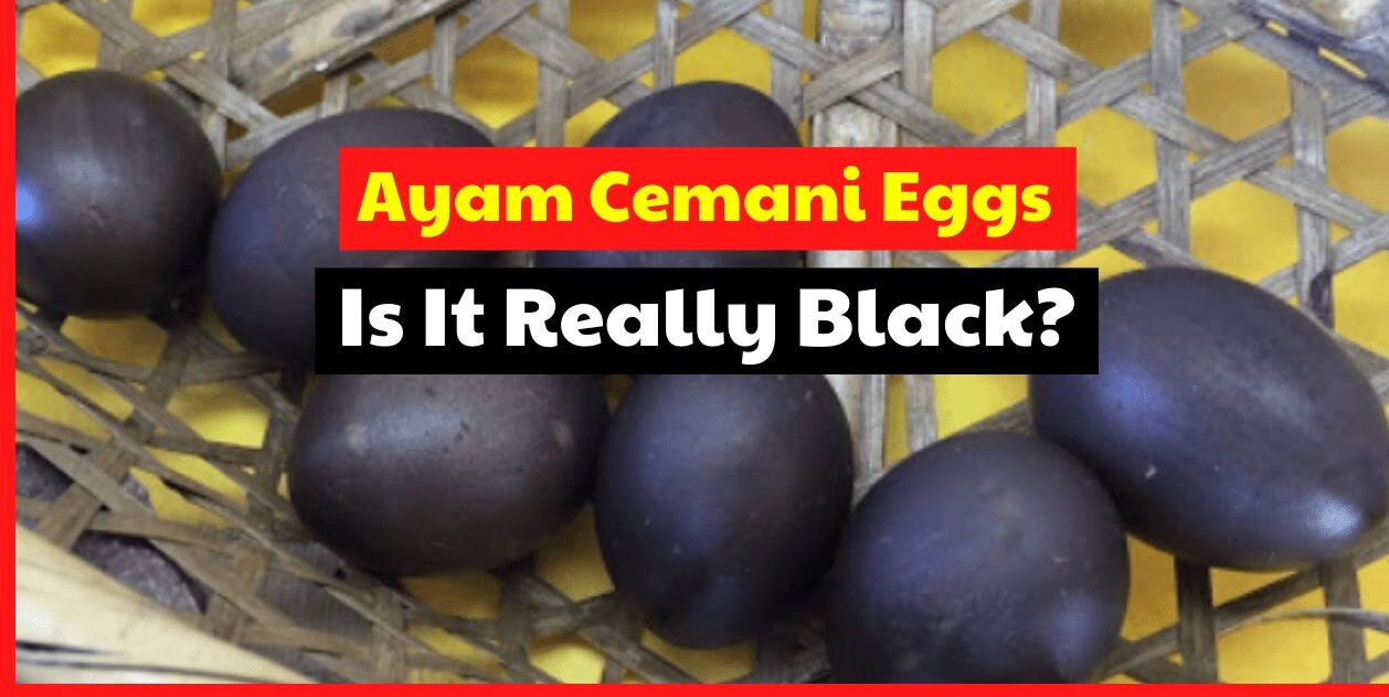 Ayam Cemani Eggs