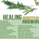 Healing Powers of Rosemary plants