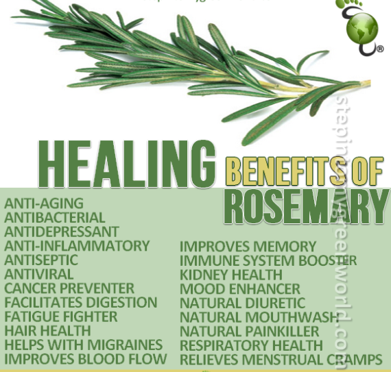 Healing Powers of Rosemary plants
