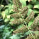 Blunturi Plant