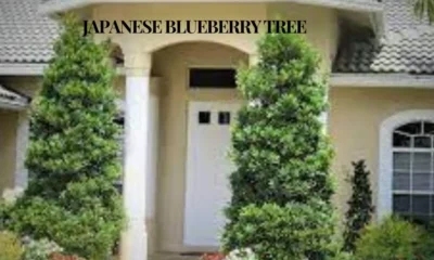 Japanese Blueberry Tree