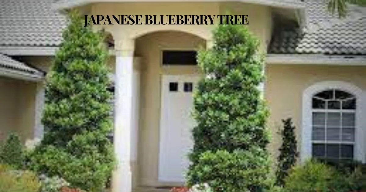 Japanese Blueberry Tree