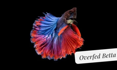 Overfed Betta