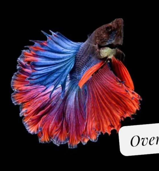 Overfed Betta