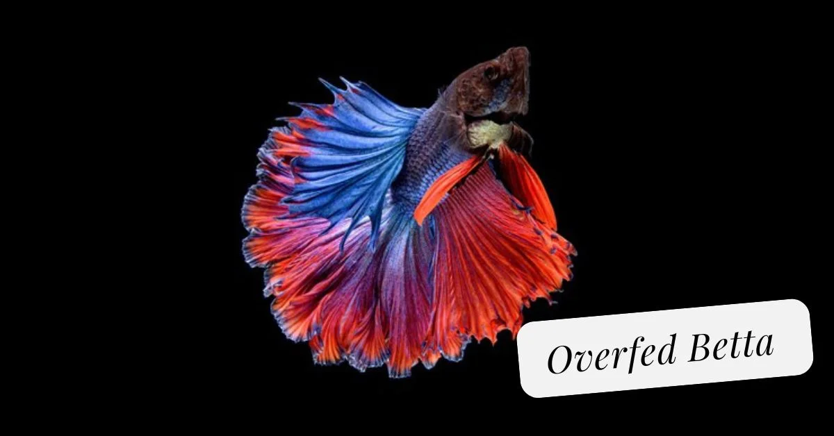 Overfed Betta