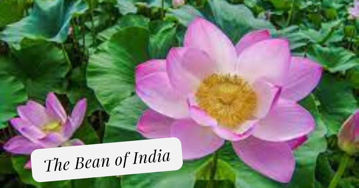 The Bean of India