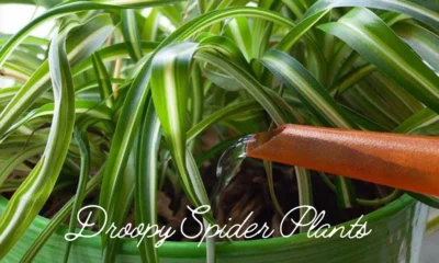 Droopy Spider Plants