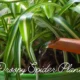 Droopy Spider Plants