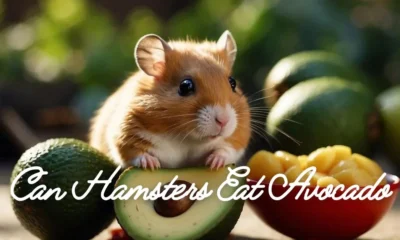 Can Hamsters Eat Avocado