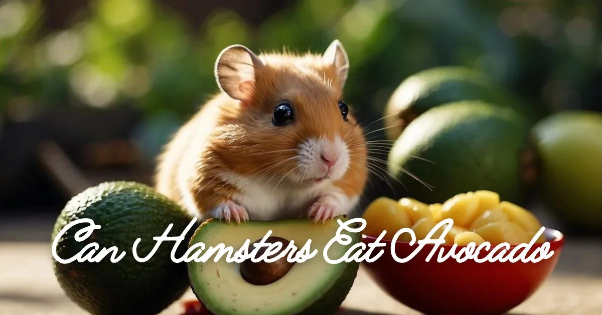 Can Hamsters Eat Avocado