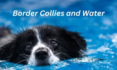 Border Collies and Water