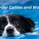 Border Collies and Water