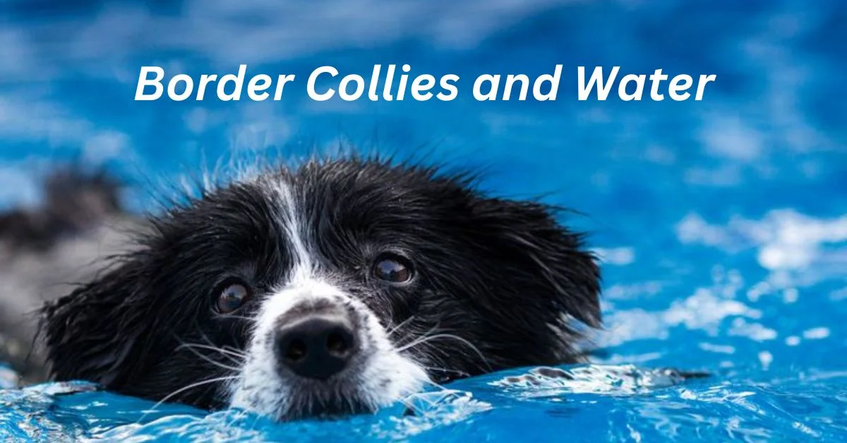 Border Collies and Water