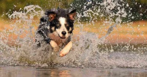 Border Collies and Water