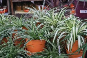 Droopy Spider Plants